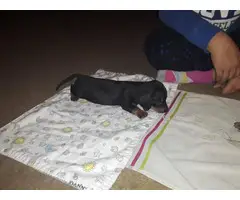 Black and Tan Male Mini Dachshund puppy - 5
