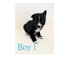 5 pomsky puppies ready for their forever homes
