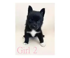 5 pomsky puppies ready for their forever homes
