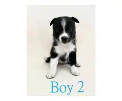 5 pomsky puppies ready for their forever homes