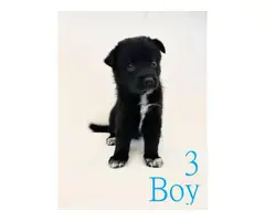 5 pomsky puppies ready for their forever homes