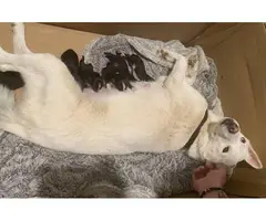 5 pomsky puppies ready for their forever homes