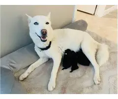 5 pomsky puppies ready for their forever homes