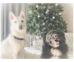 5 pomsky puppies ready for their forever homes
