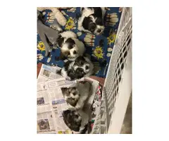 Shichon puppies 5 males left