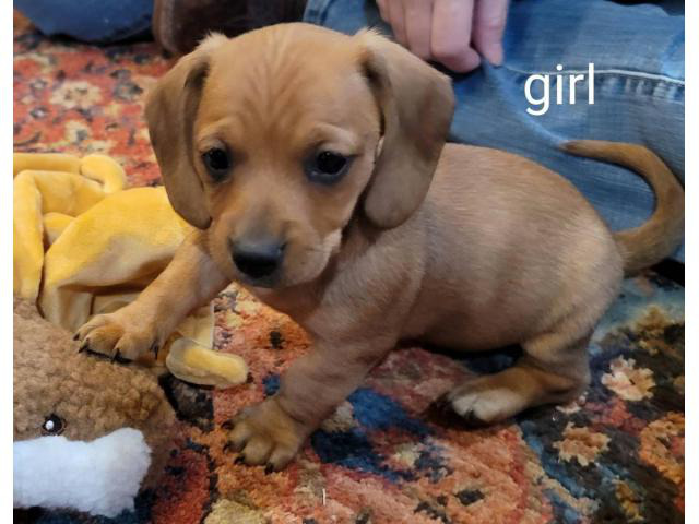 6 Dachshund puppies for Sale in Midland, Texas Puppies
