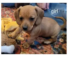 6 Dachshund puppies for Sale - 2