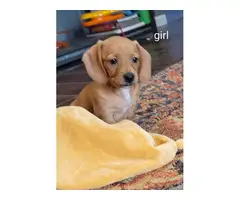 6 Dachshund puppies for Sale - 3