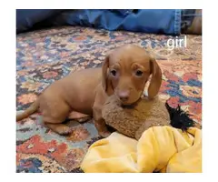 6 Dachshund puppies for Sale - 4