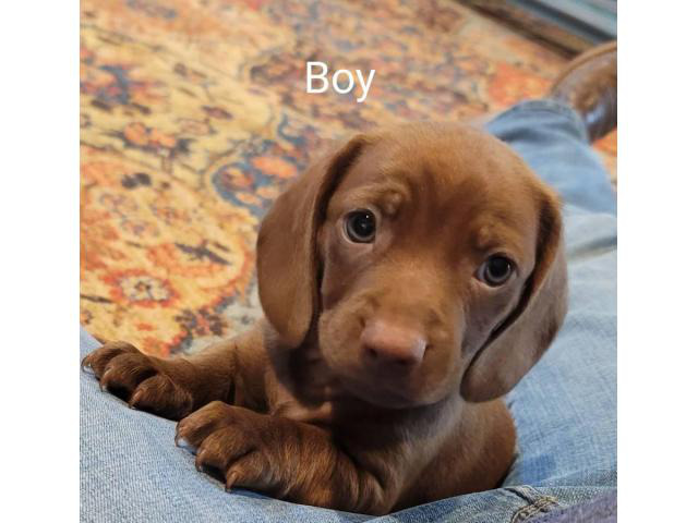 6 Dachshund puppies for Sale Midland - Puppies for Sale Near Me