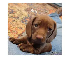 6 Dachshund puppies for Sale - 5