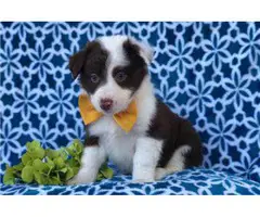 Five Cute Assie puppies - 2