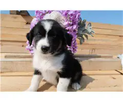 Five Cute Assie puppies - 5