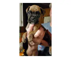 1 female 2 male boxer puppies for sale