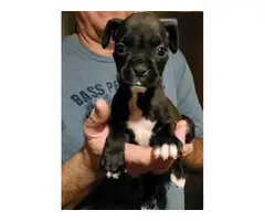 1 female 2 male boxer puppies for sale - 2