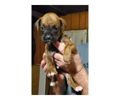 1 female 2 male boxer puppies for sale - 3