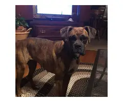 1 female 2 male boxer puppies for sale - 4