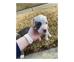 Two female pitbull puppies for sale