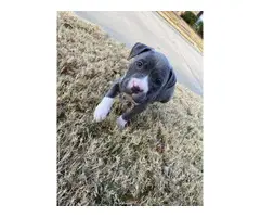 Two female pitbull puppies for sale - 2