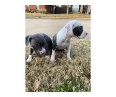 Two female pitbull puppies for sale - 3