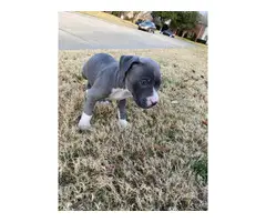 Two female pitbull puppies for sale - 5