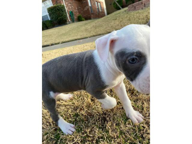 Two female pitbull puppies for sale The Colony - Puppies for Sale Near Me