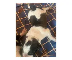 Karakachan Puppies