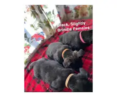 6 pretty Scottish Terrier full-bred puppies - 2