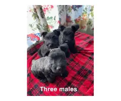 6 pretty Scottish Terrier full-bred puppies - 3