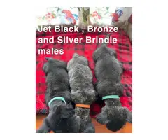 6 pretty Scottish Terrier full-bred puppies - 5