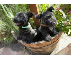6 pretty Scottish Terrier full-bred puppies - 6