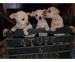 3 Chiweenie puppies ready for forever homes