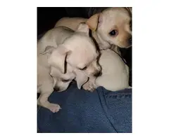 3 Chiweenie puppies ready for forever homes - 3