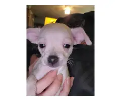 3 Chiweenie puppies ready for forever homes - 4