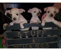 3 Chiweenie puppies ready for forever homes - 7