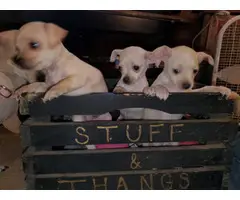 3 Chiweenie puppies ready for forever homes - 8