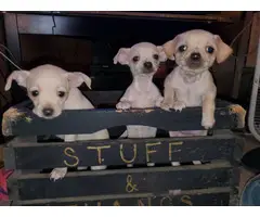 3 Chiweenie puppies ready for forever homes - 9