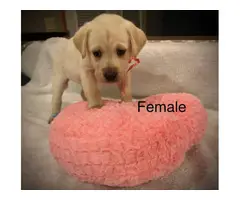 Lab puppies for sale - 2