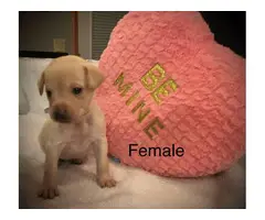 Lab puppies for sale - 3