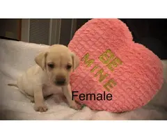 Lab puppies for sale - 5