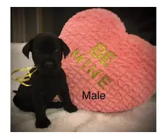 Lab puppies for sale - 6