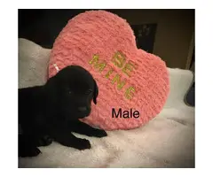 Lab puppies for sale - 7
