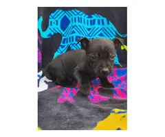 4 male Chihuahuas
