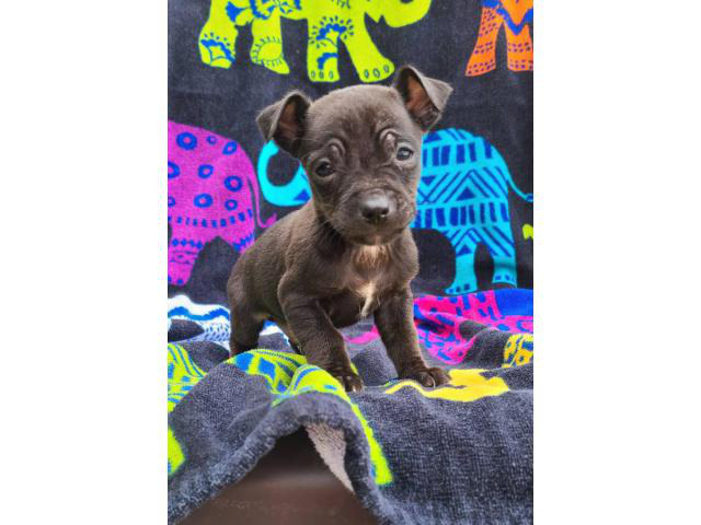 4 male Chihuahuas Knoxville - Puppies for Sale Near Me