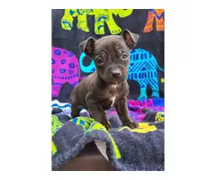 4 male Chihuahuas