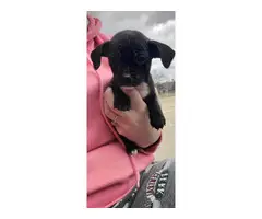 4 male Chihuahuas