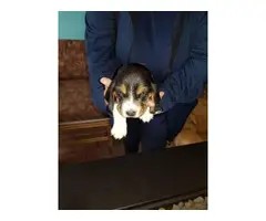 AKC Basset Hound pups 4 males and 3 females