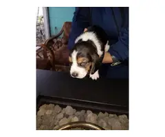 AKC Basset Hound pups 4 males and 3 females - 4