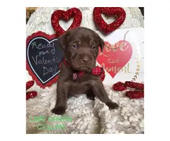 9 beautiful Chocolate Lab puppies - 1