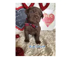 9 beautiful Chocolate Lab puppies - 4